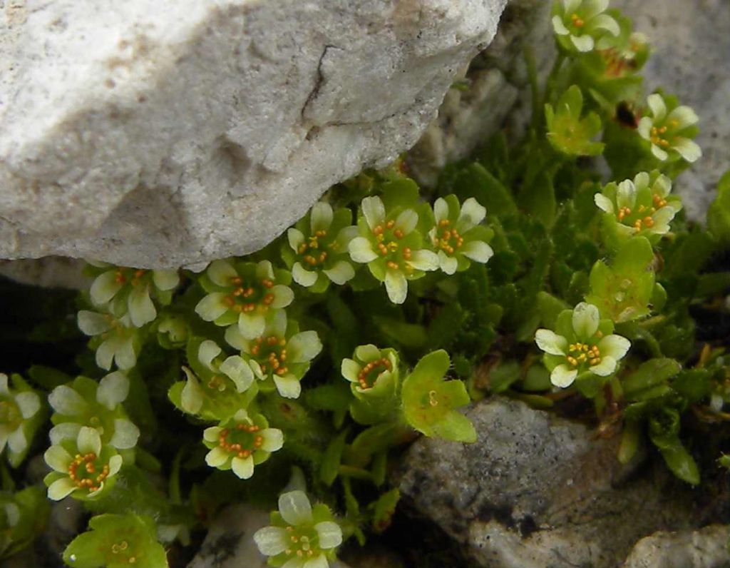 Saxifraga facchinii / Sassifraga di Facchini